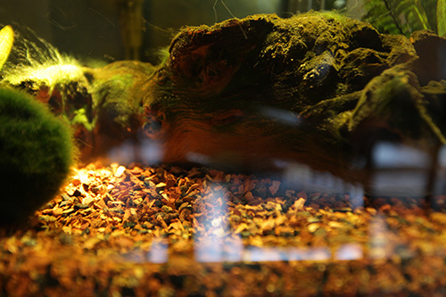 LENSKIRT example on aquarium glassdoor-nm.jpg